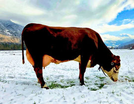 2ème : SHANON (Jager x Beethoven)