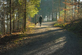 De dos un chien et sa maîtresse se promènent sur un chemin en sous bois et en automne par coach canin 16 educateur canin à angouleme