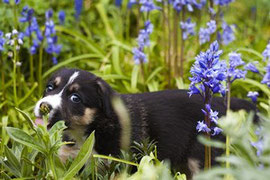 un chiot noir et blanc dans un champ de fleurs digitales de couleur mauves par coach canin 16 éducateur canin en charente
