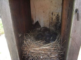 生まれたてのひな鳥も見せてくださいました。