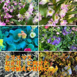 花と緑ガーデンヒデマル*岐阜*各務原*園芸店＆郵便局*