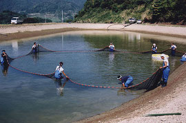 野池での管理
