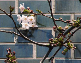 福祉センターの桜