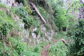 N°22/ Une bille (diamètre 25 cm) tronçonnée pour ouvrir le chemin d'Ilhurté du Bois de Chimits : la partie amont menace de glisser.