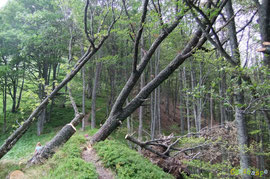 N°27/ En montant vers le Belvédère sur la crête d'Ourtasse un chêne encore emmêlé dans les autres arbres.