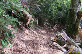 N°28 / Vus de l'autre côté, les deux mêmes chablis instables dont les souches culminent l'amont du chemin 10 m plus haut : impressionnant !