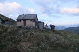 Les ânes ont pris de l'avance à la Cabane de Salistre