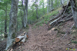 N°28/ Elargissement du passage vu le 31 août 2010 après le passage de bucherons professionnels.