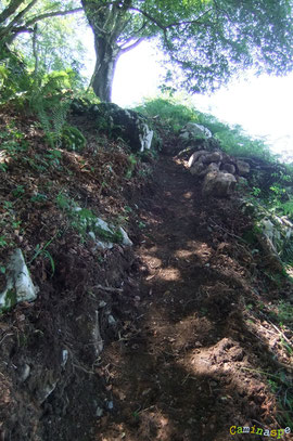 N°7/ Juste avant la sortie du bois sous un gros hêtre, un brin de sentier est repioché de frais !