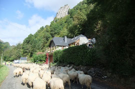 Tranquilité, ombre et lumière sous le Moulin Servant