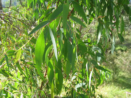Eucalyptus radié ou radiata