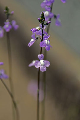 マツバウンラン（帰化植物）