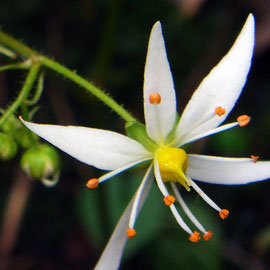 ＃１５　ダイモンジソウの花柱