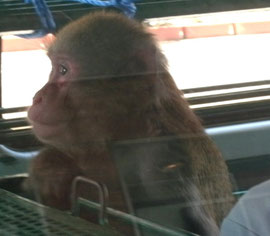 これは偶然見かけたお猿さんねw