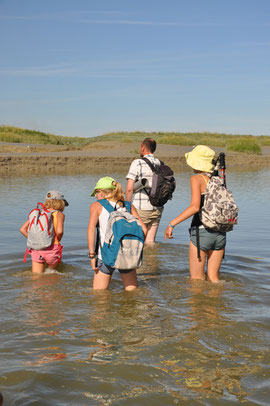 Traversée de la Baie de Somme organisée par Découvrons la baie de somme