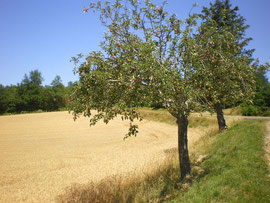 Les fruitiers, éléments du paysage et du patrimoine