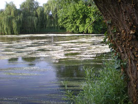 Tapis de Renoncules flottantes sur la Vézère