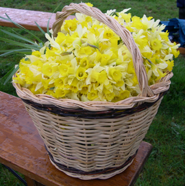 La fête des JONQUILLES