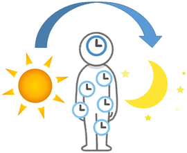月と太陽と体内時計