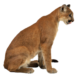 puma cougar image animaux transparent sur fond blanc pour site web illustration ecole montessori