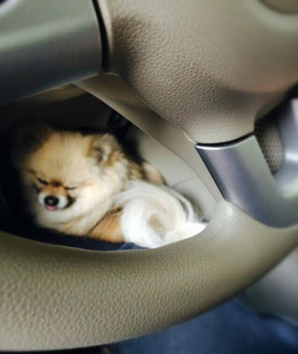 (注意！小犬は運転席に入って来る事がある】