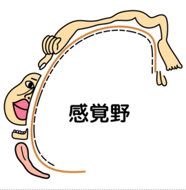 有名な[感覚野のホムンクルス]
