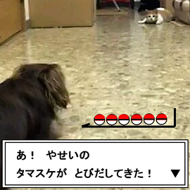 タマスケ ハナコ ポケモン感