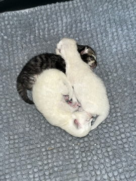 chaton-siberien-bleu-hypoallergenique-2-mois.jpg