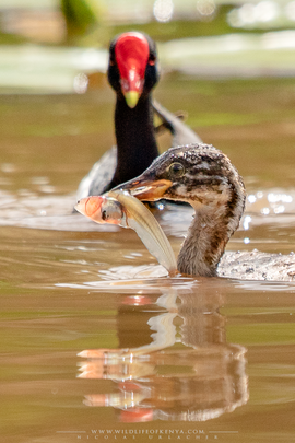 Little grebe, grèbe castagneux, zampullin comun, nakuru, birds of kenya, wildlife of kenya