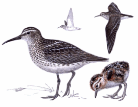 Broad-billed Sandpiper