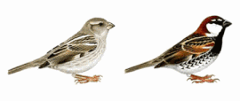 http://www.planetofbirds.com