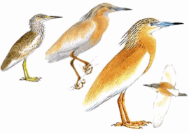www.avibirds.com