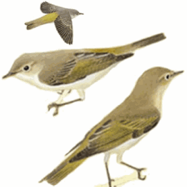 http://www.planetofbirds.com