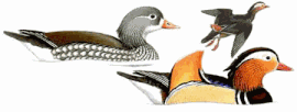 http://www.planetofbirds.com