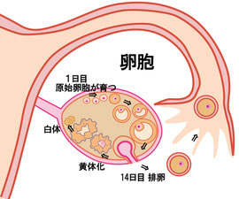 卵胞が育つ図解