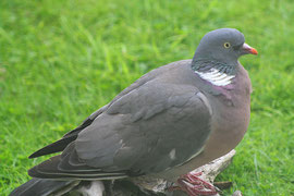 Wood pigeon. Image downloaded from Flickr, Copyright foxypar4, reusable under Creative Commons Licence: Attribution 2.0 Generic.