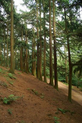 Photograph taken 2007 on the Lickey Hills by houghtonabout on flickr reproduced under Creative Commons Licence: Attribution-Noncommercial-Share Alike 2.0 Generic - See Acknowledgements.