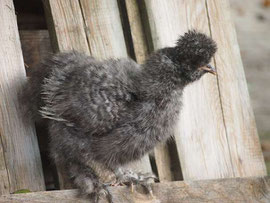 Jap. Zwerg-Seidenhuhn mit schwarzer Haut