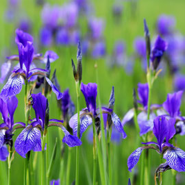 Blüten der Sibirischen Schwertlilie