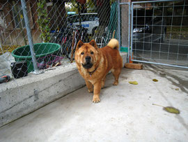 Pretty (Chow-Chow)