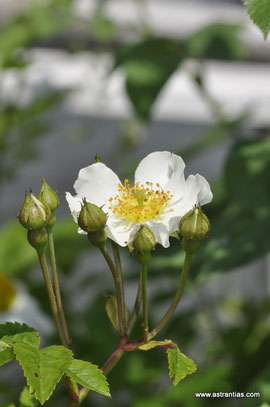 Rosa arvensis - Rosa repens - Feld-Rose - Kriechende Rose - Rosier des champs - Rosa cavallina - Artenvielfalt - Ökologie - Biodiversität - Wildrose