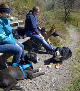 Hundespaziergang Dogwalker Buchen Sie gleich Ihren Wunschtermin Abholservice