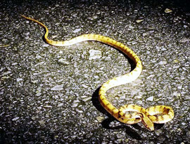 道路上に出て来たイワサキセダカヘビ。体長は60㌢ほど=10日午後11時半ごろ。(辻環境文化研究所提供)
