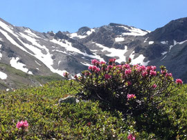 Geierjoch Anstieg ab Lizumerhütte