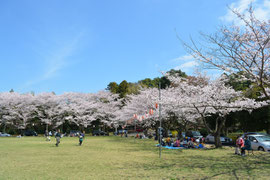 白山神社の桜　2015年4月２日の開花状況