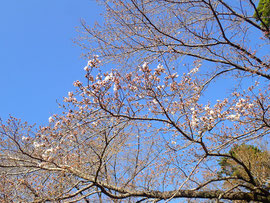 白山まちの広場　桜　2023