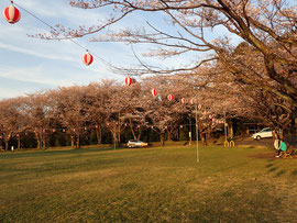 桜開花　八王子　２０１８　白山神社