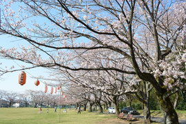 八王子　北野台　白山神社公園　桜開花状況　2015年３月３１日