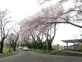 白山神社まちの広場　桜　2023