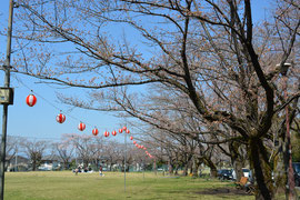 桜　開花状況　2018　八王子市白山神社